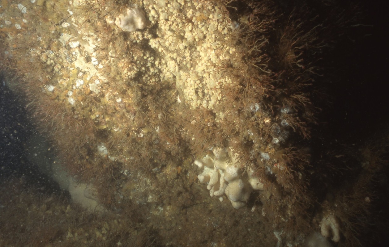 CR.HCR.FaT.CTub.Adig Alcyonium digitatum with dense Tubularia indivisa and anemones on strongly tide-swept circalittoral rock, Carreg Ddu, Aberdaron. JNCC©JNCC