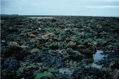LR.HLR.MUSB.Sem.FvesR Semibalanus balanoides, Fucus vesiculosus and red seaweeds on exposed to moderately exposed eulittoral rock, Tarn Bay, Ravenglass. Roger Covey© JNCC