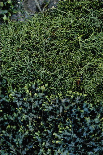 LR.LLR.F Fucoids on sheltered marine shores, NW of Carness, Loch Leven. Teresa Bennett© JNCC