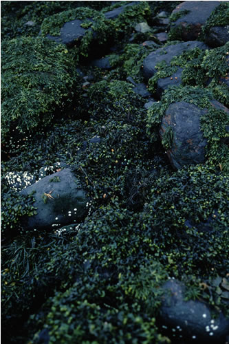 LR.LLR.F.Fspi.FS Fucus spiralis on full salinity sheltered upper eulittoral rock, NW of Carness, Loch Leven. Teresa Bennett© JNCC