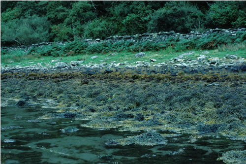 LR.LLR.F Fucoids on sheltered marine shores, Carsaig. Roger Mitchell© JNCC