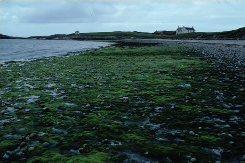 LR.FLR.EPH.EphX Ephemeral green and red seaweeds on variable salinity and/or disturbed eulittoral mixed substrata, Salum, Tiree. ANON© JNCC