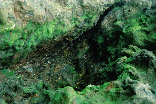 LR.FLR.CVOV.GCv Green algal films on upper and mid-shore cave walls and ceilings, Rockall, SW side. Keith Hiscock© JNCC