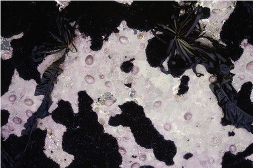 LR.HLR.FR.Coff.Puly Corallina officinalis, Himanthalia elongata and Patella ulyssiponensis on very exposed lower eulittoral rock, Emblestone Transect, Seahouses. Judy Foster-Smith© JNCC