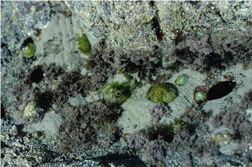 LR.FLR.RKP.Cor.Cor Coralline crusts and Corallina officinalis in shallow eulittoral rockpools, S of St. Abbs harbour, St. Abbs Head. Jon Davies© JNCC