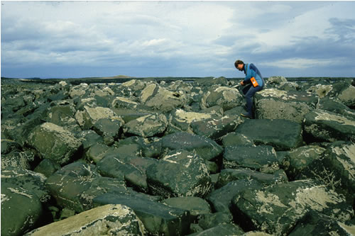 LR.HLR.MUSB.Sem Semibalanus balanoides on exposed to moderately exposed or vertical sheltered eulittoral rock, Between E & W Wideopen. Teresa Bennett© JNCC