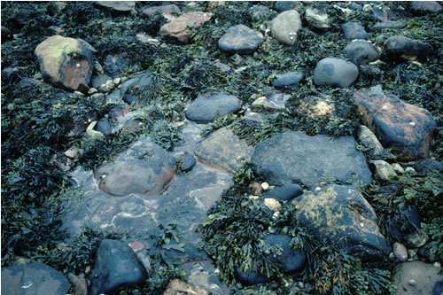 LR.LLR.F.Fves.X Fucus vesiculosus on mid eulittoral mixed substrata, White Sands, Torness. Eleanor Murray© JNCC