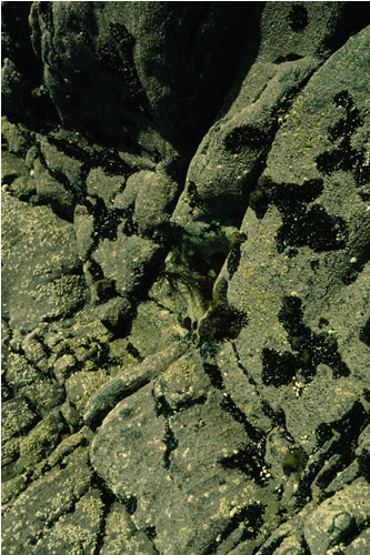 LR.HLR.MUSB Mussel and/or barnacle communities, S Point En nan Gobhar, Loch Ailort. Keith Hiscock© JNCC