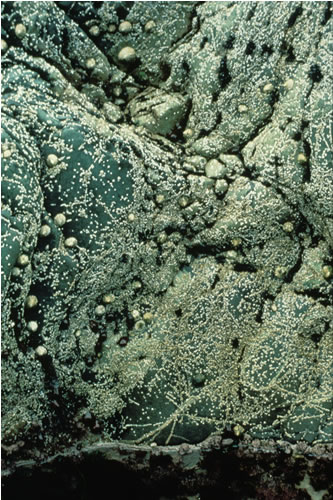 LR.HLR.MUSB.Sem.Sem Semibalanus balanoides, Patella vulgata and Littorina spp. on exposed to moderately exposed or vertical sheltered eulittoral rock, St Kilda. ANON© JNCC