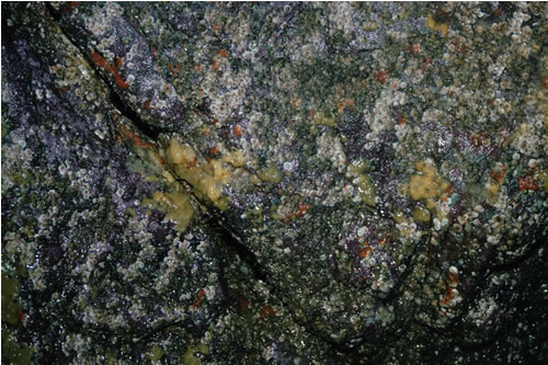 LR.FLR.CVOV.FaCr Faunal crusts on wave-surged littoral cave walls, Skrowa Skerry and cave, West Mainland. Eleanor Murray© JNCC