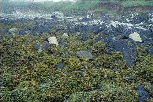 LR.LLR.F.Fspi.FS Fucus spiralis on full salinity sheltered upper eulittoral rock, S of Skelbrae, Otters Wick, North Sanday. Sue Scott© JNCC