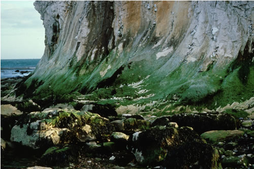 LR.FLR.CVOV.ChrHap Chrysophyceae and Haptophyceae on vertical upper littoral fringe soft rock, Culver Cliff (North). David George© JNCC