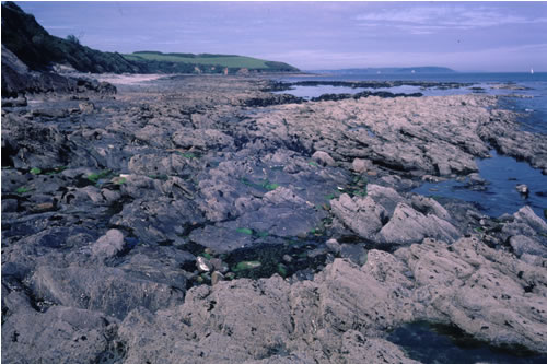 LR.HLR.MUSB.Sem.FvesR Semibalanus balanoides, Fucus vesiculosus and red seaweeds on exposed to moderately exposed eulittoral rock, S of Rosemullion Head, Helford River. Keith Hiscock© JNCC
