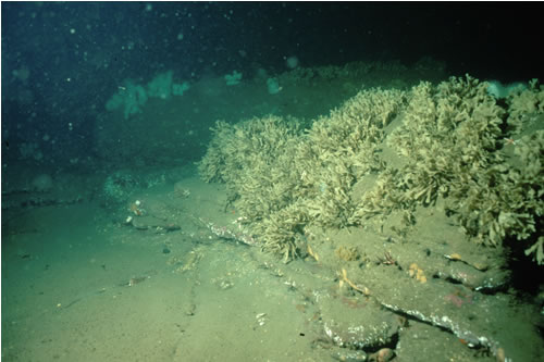 CR.MCR.ECCR.FaAlCr.Flu Flustra foliacea on slightly scoured silty circalittoral rock, Off NNE of Seal Carr, Berwick. Rohan Holt© JNCC