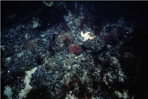 CR.MCR.CMUS.CMyt Mytilus edulis beds with hydroids and ascidians on tide-swept exposed to moderately wave-exposed circalittoral rock, NW Trwyn Glan. Sarah Fowler© JNCC