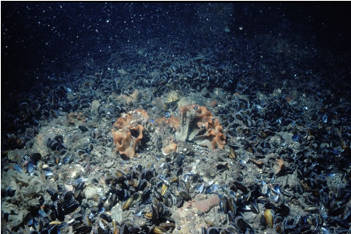 CR.MCR.CMUS.CMyt Mytilus edulis beds with hydroids and ascidians on tide-swept exposed to moderately wave-exposed circalittoral rock, N Porthysgadan. Sarah Fowler© JNCC