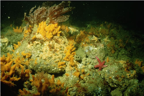 CR.HCR.XFA.FluCoAs Flustra foliacea and colonial ascidians on tide-swept moderately wave-exposed circalittoral rock, Sarn Badrig. Sue Hiscock© JNCC