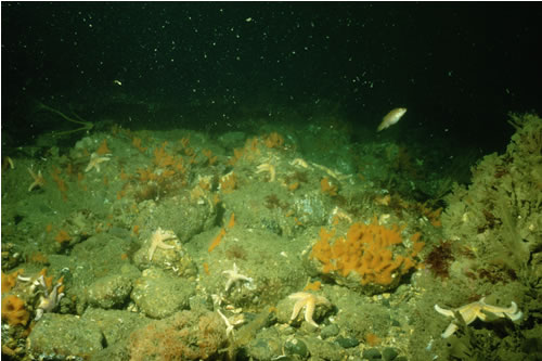 CR.HCR.XFA.FluCoAs Flustra foliacea and colonial ascidians on tide-swept moderately wave-exposed circalittoral rock, Sarn Badrig. Sue Hiscock© JNCC