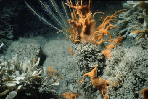 CR.HCR.XFA.FluCoAs Flustra foliacea and colonial ascidians on tide-swept moderately wave-exposed circalittoral rock, Off St Tudwals island. Keith Hiscock© JNCC