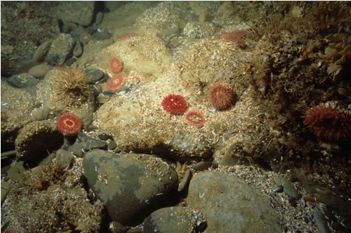 CR.MCR.ECCR.UrtScr Urticina felina and sand-tolerant fauna on sand-scoured or covered circalittoral rock, Carreg-trai, Ramsey. Rohan Holt© JNCC