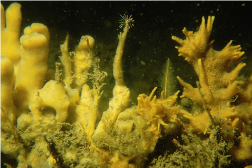CR.MCR.CFaVS.CuSpH.VS Cushion sponges and hydroids on turbid tide-swept variable salinity sheltered circalittoral rock, Dockyard Bank. Sue Hiscock© JNCC