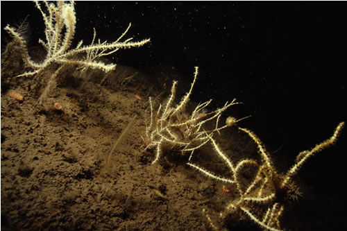 CR.MCR.ECCR.CarSwi.LgAs Caryophyllia (Caryophyllia) smithii, Swiftia pallida and large solitary ascidians on exposed or moderately exposed circalittoral rock, Dunstaffnage, Lynn of Lorne. ANON© JNCC
