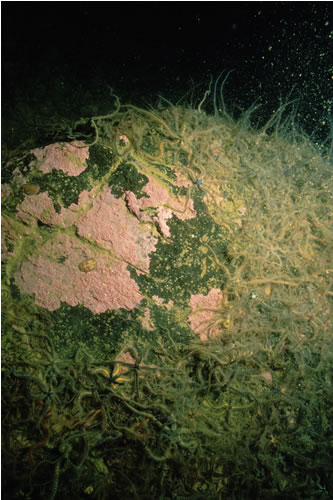 CR.MCR.ECCR.FaAlCr.Bri Brittlestars on faunal and algal encrusted exposed to moderately wave-exposed circalittoral rock, SE Seaforth Island, Loch Seaforth, Lewis. Sue Hiscock© JNCC
