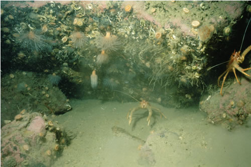 CR.LCR.BRAS.NovPro Novocrania anomala and Protanthea simplex on sheltered circalittoral rock, Point N of Tob a Tuath na Ceannamhoire, Loch Seaforth, Lewis. Dale Rostron© JNCC