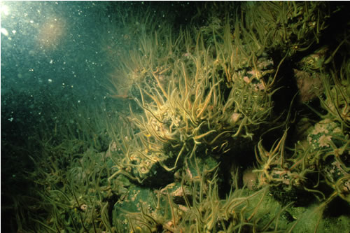 CR.LCR.BRAS.AmenCio.Bri Dense brittlestars with sparse Ascidia mentula and Ciona intestinalis on sheltered circalittoral mixed substrata, Reef N of Samalaman island, Sound of Arisaig. Dave Mills© JNCC