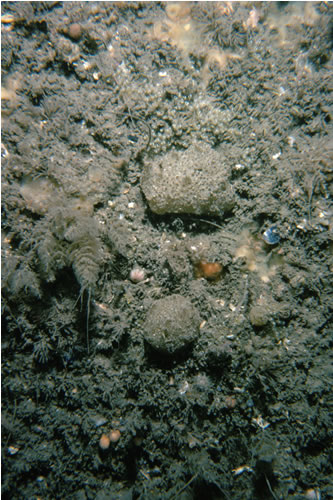 CR.HCR.XFA.FluCoAs.Paur Polyclinum aurantium and Flustra foliacea on sand-scoured tide-swept moderately wave-exposed circalittoral rock, W Carreg Rhosan. Keith Hiscock© JNCC