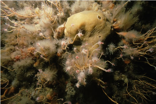 CR.HCR.FAT.CTub Tubularia indivisa on tide-swept circalittoral rock, Devils Point, Plymouth. Rohan Holt© JNCC