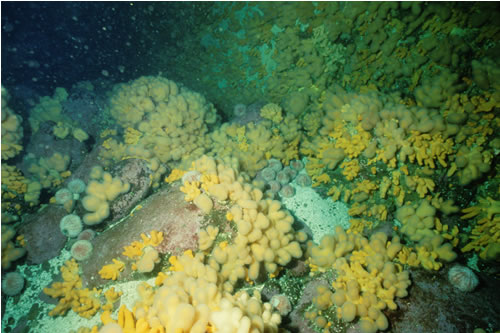 CR.MCR.ECCR.FaAlCr Faunal and algal crusts on exposed to moderately wave-exposed circalittoral rock, Stacks of Scroo, Fair Isle. ANON© JNCC