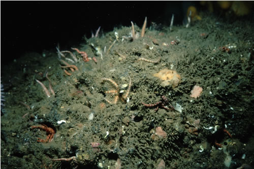 CR.MCR.SFR.Pol Polydora sp. tubes on moderately exposed sublittoral soft rock, E of Marshall Meadows, Berwick. Keith Hiscock© JNCC