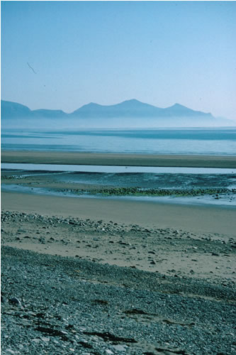 LS.LSA.MOSA.AmSco.Pon Pontocrates arenarius in littoral mobile sand, Dinas Dinlle, Trefor. Kate Northen© JNCC