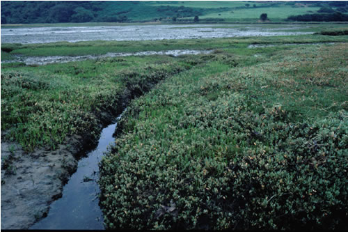 LS.LMU.UEST.Hed.Cvol Hediste diversicolor and Corophium volutator in littoral mud, Dulas Bay sands. Paul Brazier© JNCC