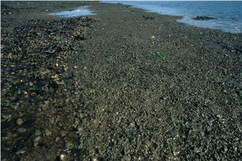 LS.LMX.MX.CirCer Cirratulids and Cerastoderma edule in littoral mixed sediment, N of Garron Pill, Milford Haven. Paul Brazier© JNCC