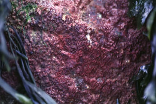 LR.FLR.CVOV.RpurPlac Rhodochorton purpureum and Pleurocladia lacustris crusts on upper and mid-shore cave walls and ceilings, Unspecified location. M D Guiry© M D Guiry