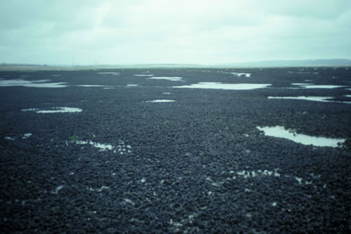 LS.LMX.LMUS.Myt.Mu Mytilus edulis beds on littoral mud, Burry Inlet. Aethne Cooke© NRW
