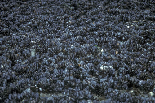 LS.LMX.LMUS.Myt.Mu Mytilus edulis beds on littoral mud, Burry Inlet. Aethne Cooke© NRW
