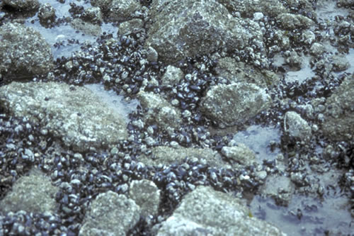 LS.LMX.LMUS.Myt.Mx Mytilus edulis beds on littoral mixed substrata, Unspecified location. Gabrielle Wyn© NRW