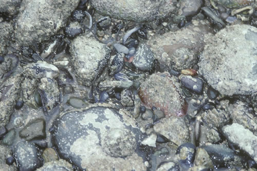 LS.LMX.LMUS.Myt.Mx Mytilus edulis beds on littoral mixed substrata, Unspecified location. Gabrielle Wyn© NRW