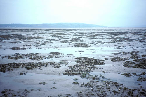 LS.LMX.LMUS.Myt.Sa Mytilus edulis beds on littoral sand, Burry. Gabrielle Wyn© NRW