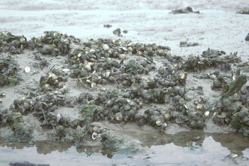 LS.LMX.LMUS.Myt.Sa Mytilus edulis beds on littoral sand, Burry. Gabrielle Wyn© NRW