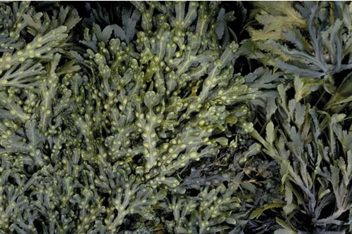 LR.LLR.F.Fves Fucus vesiculosus on moderately exposed to sheltered mid eulittoral rock, Appletree Bay, tresco, scilly Isles. Roger Mitchell© JNCC