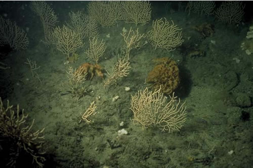 CR.HCR.XFA.ByErSp.Eun Eunicella verrucosa and Pentapora foliacea on wave-exposed circalittoral rock, Offshore SE of Nare Point, Coverack. Francis Bunker© JNCC