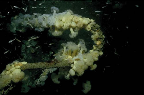 CR.FCR.FOUFA.AdigMsen Alcyonium digitatum and Metridium senile on moderately wave-exposed circalittoral steel wrecks, MV Robert, Lundy. Chris Lumb© JNCC