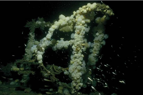 CR.FCR.FOUFA.AdigMsen Alcyonium digitatum and Metridium senile on moderately wave-exposed circalittoral steel wrecks, MV Robert, Lundy. Chris Lumb© JNCC