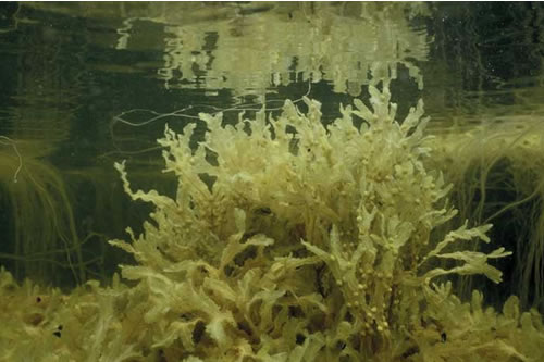 IR.LIR.LAG.FChoG Mixed fucoids, Chorda filum and green seaweeds on reduced salinity infralittoral rock, Loch an Strumore, Loch an Strumore, North Uist. Sue Scott© JNCC