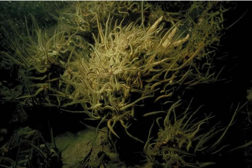 CR.LCR.BRAS.AmenCio.Bri Dense brittlestars with sparse Ascidia mentula and Ciona intestinalis on sheltered circalittoral mixed substrata, Reef N of Samalaman Island, Sound of Arisaig. David Mills© JNCC
