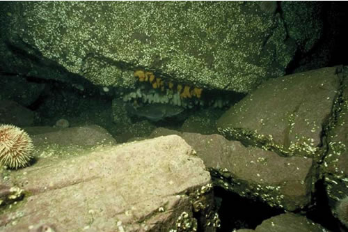 CR.MCR.ECCR.FaAlCr.Pom Faunal and algal crusts with Spirobranchus triqueter and sparse Alcyonium digitatum on exposed to moderately wave-exposed circalittoral rock, SE Blue Caps, Farnes. Teresa Bennett© JNCC